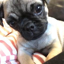 Selling our 15 week old puggle called poppy she’s a lovely pup brought up around small children had all her injections selling due to not having enough time to spend with her as she need message for details