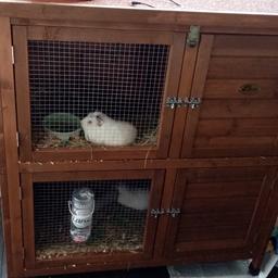 2 beautiful Guinea pigs with hutch only selling as My partner is allergic to them, £50 puo
