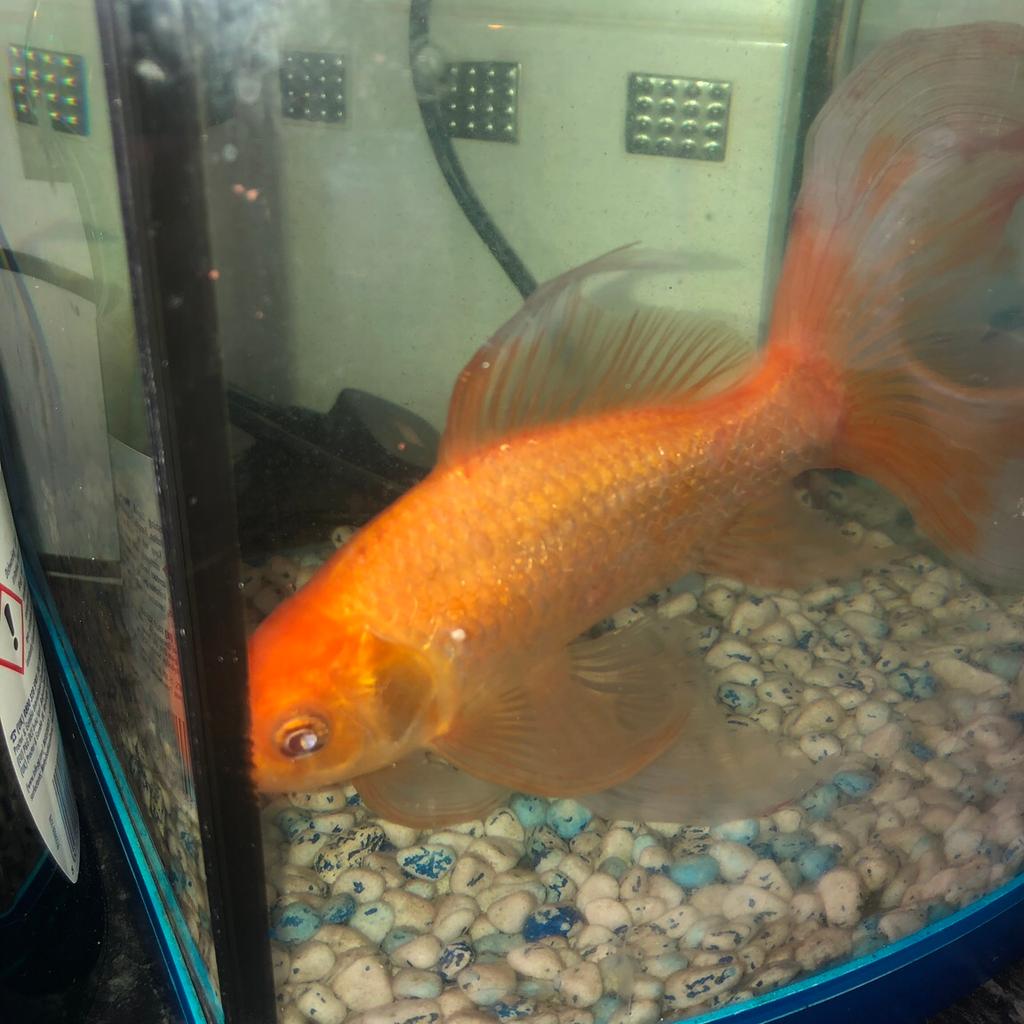 Large goldfish & tank in M28 Salford for free for sale Shpock