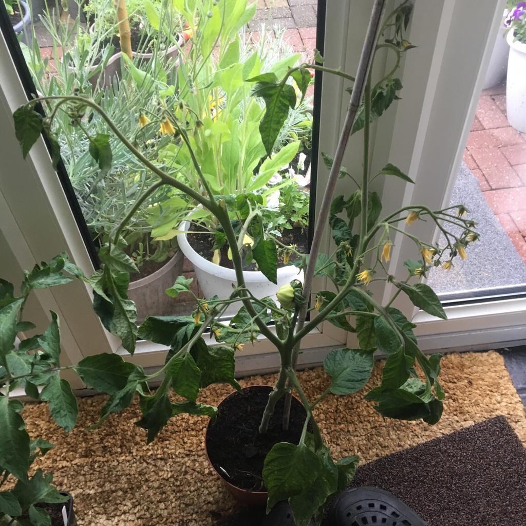 Tomato plant raspberry type in RM10 Dagenham für £ 2,99 zum Verkauf ...