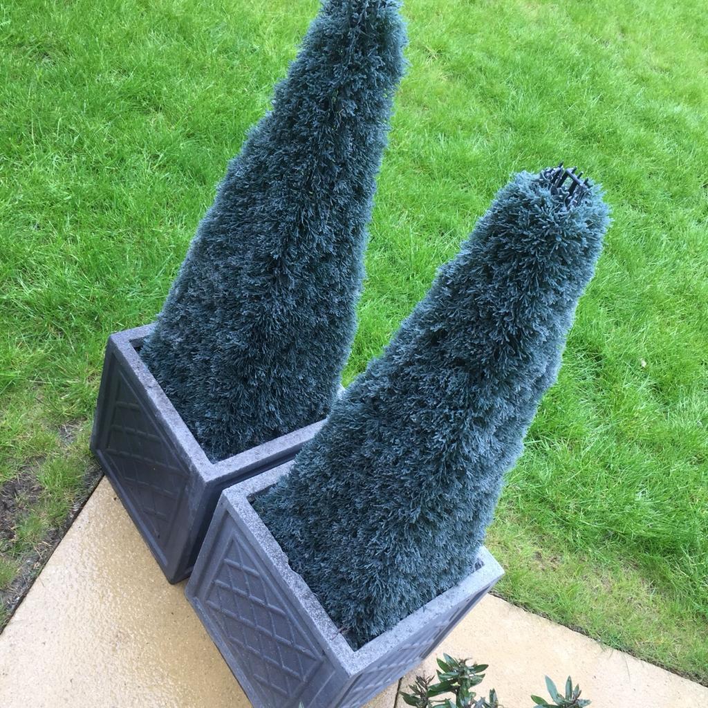 Artificial topiary trees and grey pots in S36 Sheffield for £30.00 for