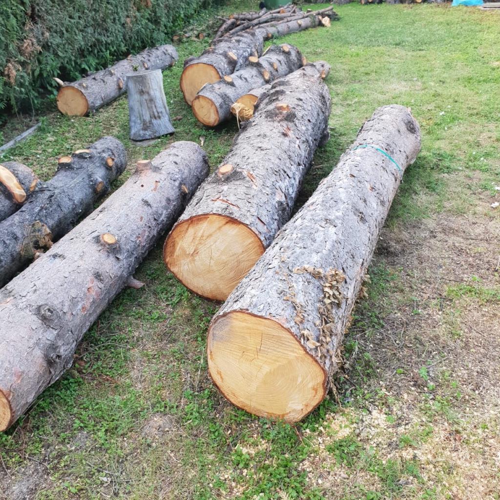Holz Kiefer (Baumstamm) Rundholz in 1170 KG Hernals for €80.00 for sale