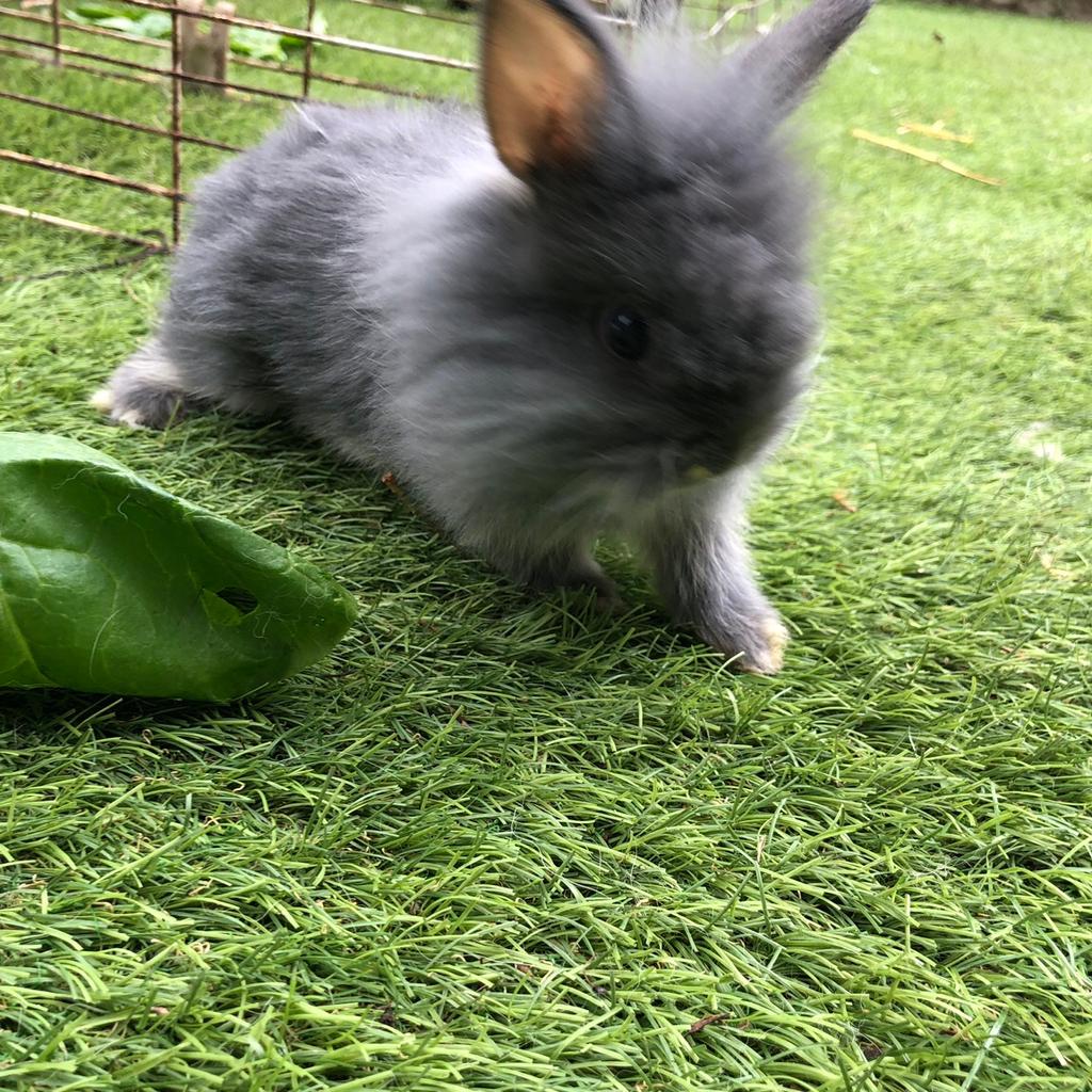 Netherland Dwarf x Lionhead rabbit in N15 Haringey für £ 35,00 zum ...