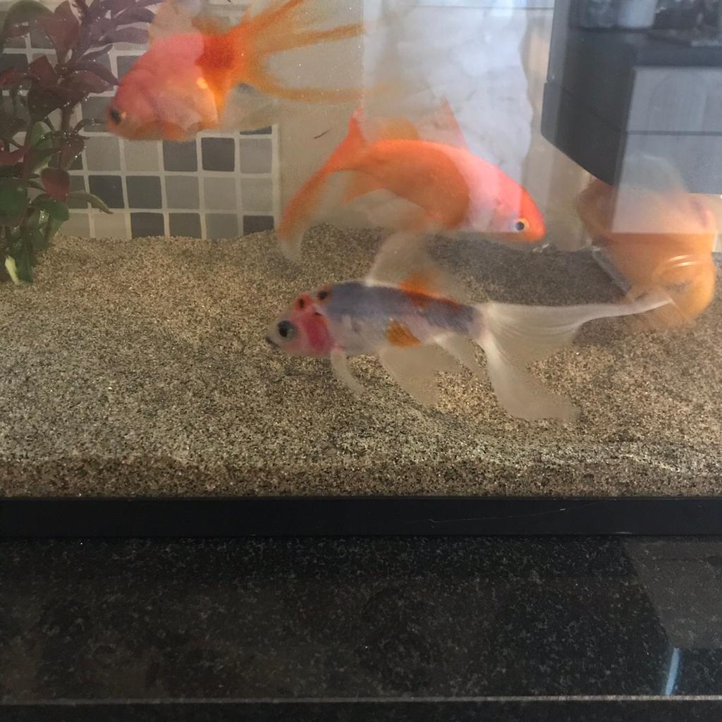 Goldfish for sale. in NG5 Nottingham for £7.00 for sale Shpock