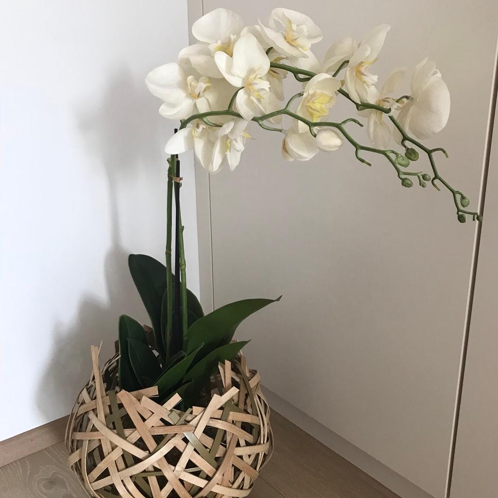 Orchidee in Rattan Übertopf von Depot in 8552 für 7,00 € zum Verkauf