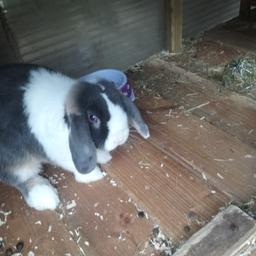 Mini lop cute male split rabbit about 6 moths old, he's friendly and viewing welcome mum and dad can be seen.