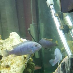 3x mbuna Cobalt Blue Zebra Male cichlids
a
All round 4-5 inches great condition and healthy just not suitable for my Malawi Tank with Haps.
Collection sw17 Tooting evenings.