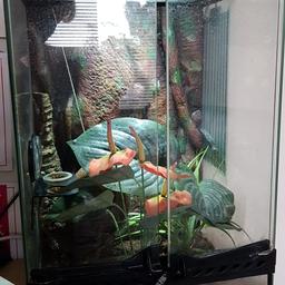 Exo terro vivarium 30 cm wide x 46 cm height x 30cm deep.
Has exo terro day/night light.
Komodo heat pad.
Habistat 300w thermostat.
Plants and bowls also included.

Everything was bought new less than 1 year ago.

Collection from Barwell LE9 8GU.