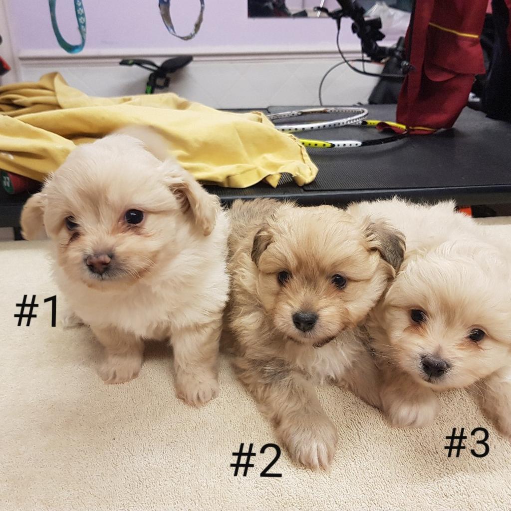 Pomeranian x Poochon Puppies for Sale! in London Borough of Barking and