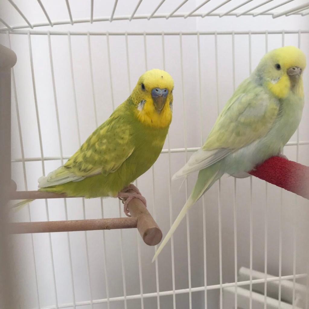 Pair of Budgies with cage and accessories in NW2 London for £60.00 for