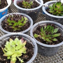 Easy to care for succulents for sale. Grown outside so are hardy to weather conditions. Some already have new plants coming. collection royston. 50p each or 3 for £1