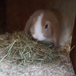 male lop rabbit 10 weeks old
hes beautiful
comes with hutch