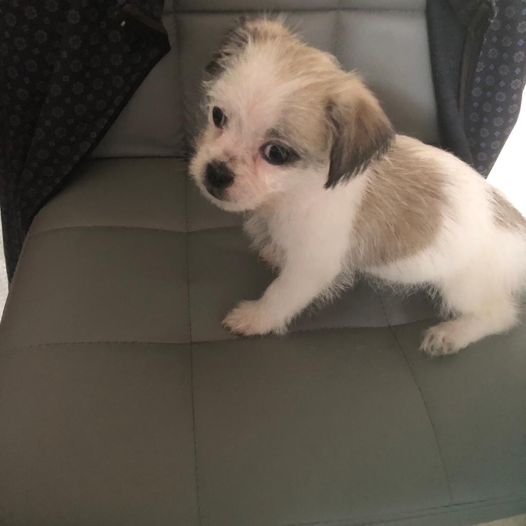 Bichon x hot sale chihuahua