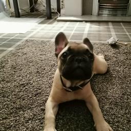 Male
6 months old
all up to date with worming fleeing and injections
not kc reg
but 100% frenchie
beautiful nature
great with babies/ kids and other animals
walks without the lead. sits and stays

genuine reason forces sale.
