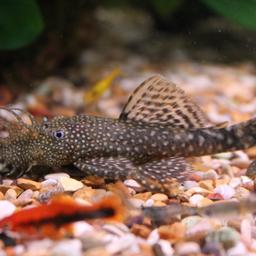 Nice strong healthy plecos albino and brown  looking for a new home