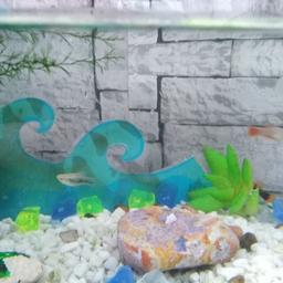 Hi I have 25 litre fish tank in it 5 small trobecal fishs any offer thank you