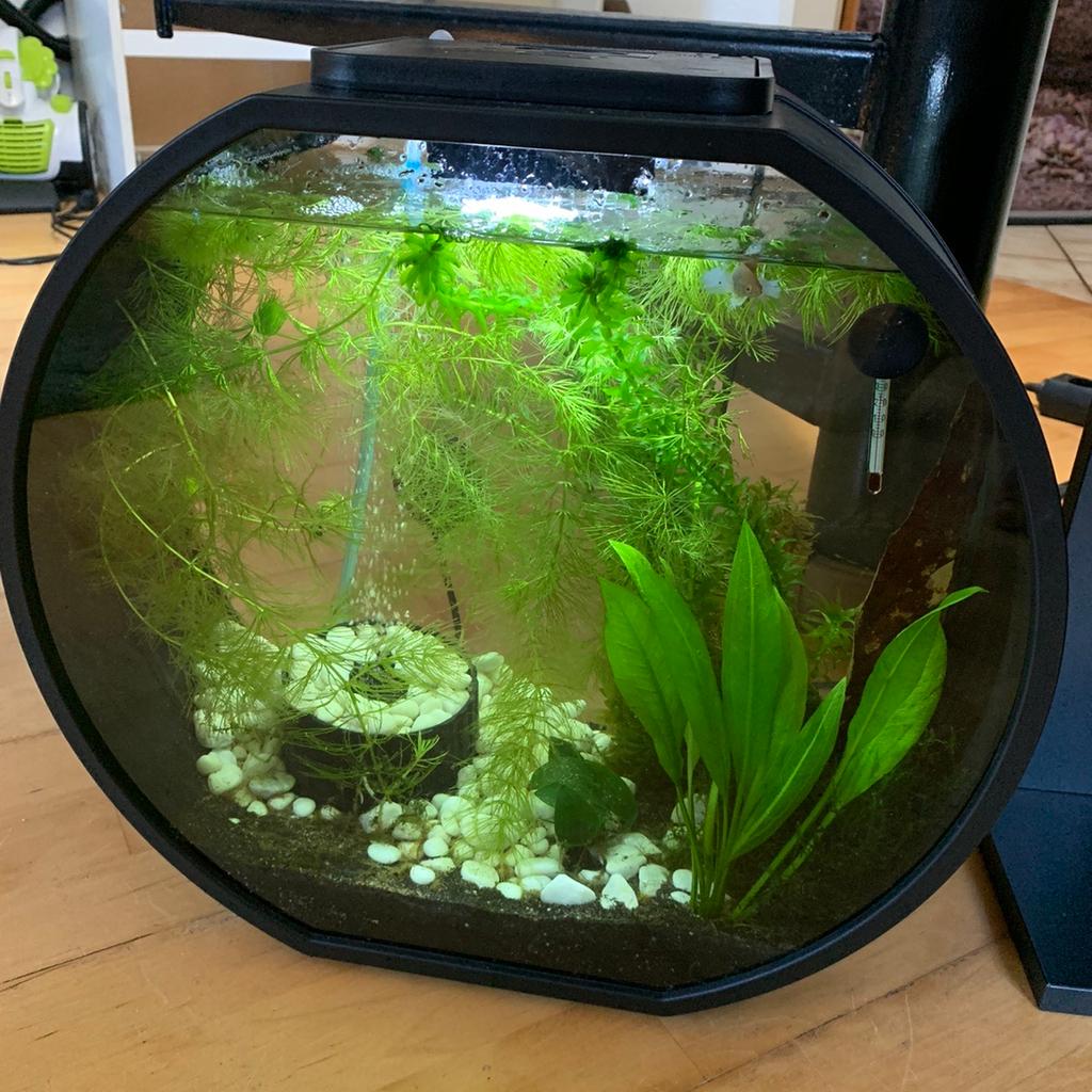 Aquarium 20 Liter in 6060 Hall in Tirol für € 40,00 zum Verkauf Shpock AT