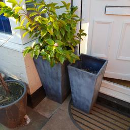 Hi forsale I have 2 tall metal pots both in good condition, 1 is slightly shorter. £40 for the pair, with the plant.