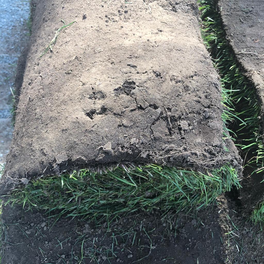 13 m2 Rollrasen in 90453 Nürnberg für 10,00 € zum Verkauf Shpock DE