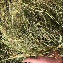 Minimum order for free delivery is 2. High quality Hay for sale in big densely packed round bales or 7ft6 long 4string big square bales