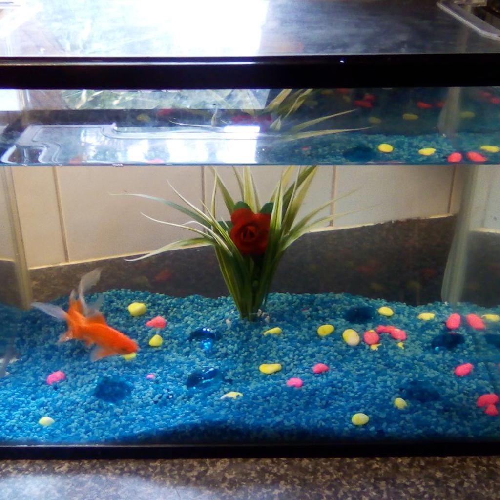 fishtank in S12 Sheffield for £15.00 for sale | Shpock