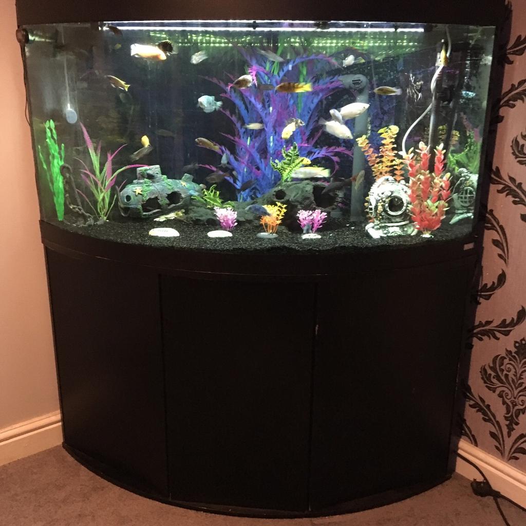 Fluval corner fish tank 350L in Ashfield for £200.00 for sale | Shpock