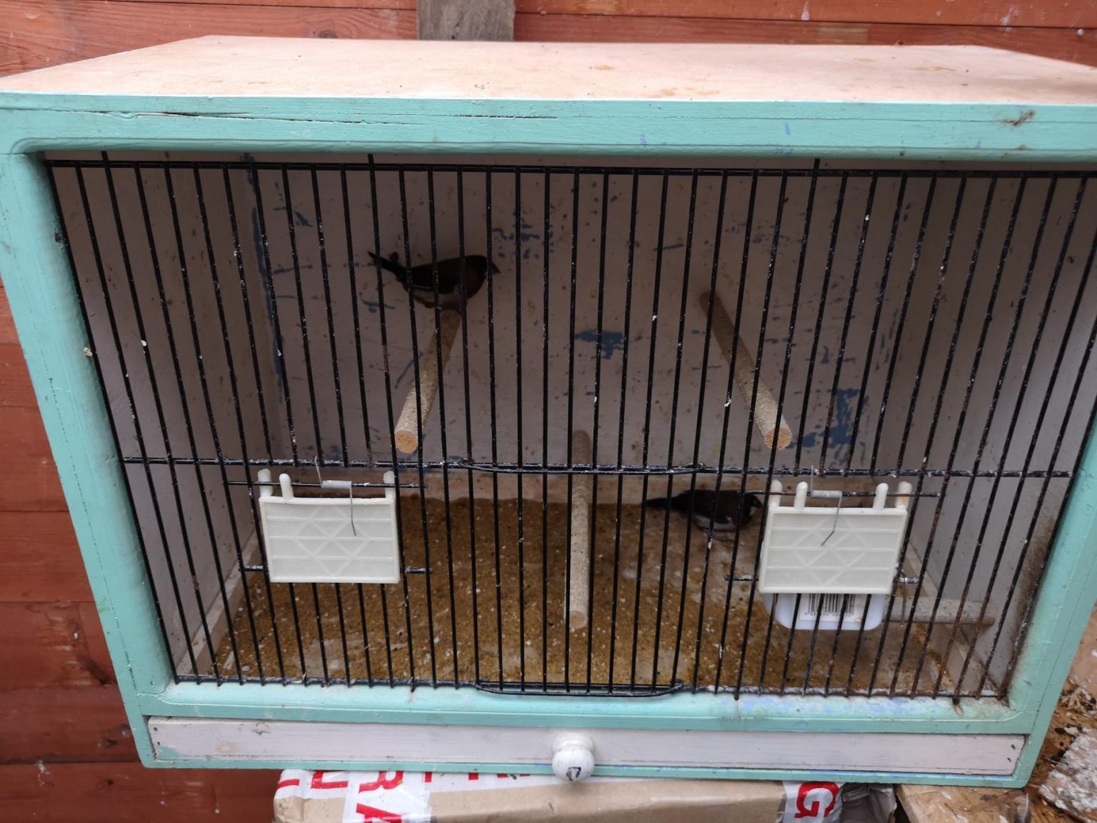 2 bengalese finches plus cage in LE2 Leicester for £20.00 for sale | Shpock