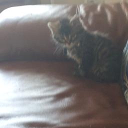 gorgeous 8 week old siberian x kitten .brilliant around other cats and dogs .litter trained allso