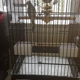 beautiful hand tamed cockatiel need to go to a new home as my wife is allergic to the feather comes with cage food