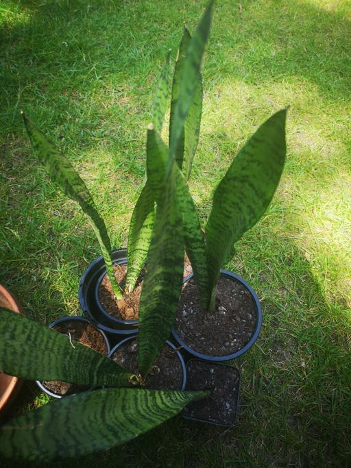 Buy & Sell Wednesbury Sandwell - Photos for Sansavieria indoor house plant