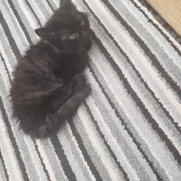 i have a 12 week old male kitten for sale, he is really cute and friendly and has been trained, i am looking for a caring and loving family. he is black and white