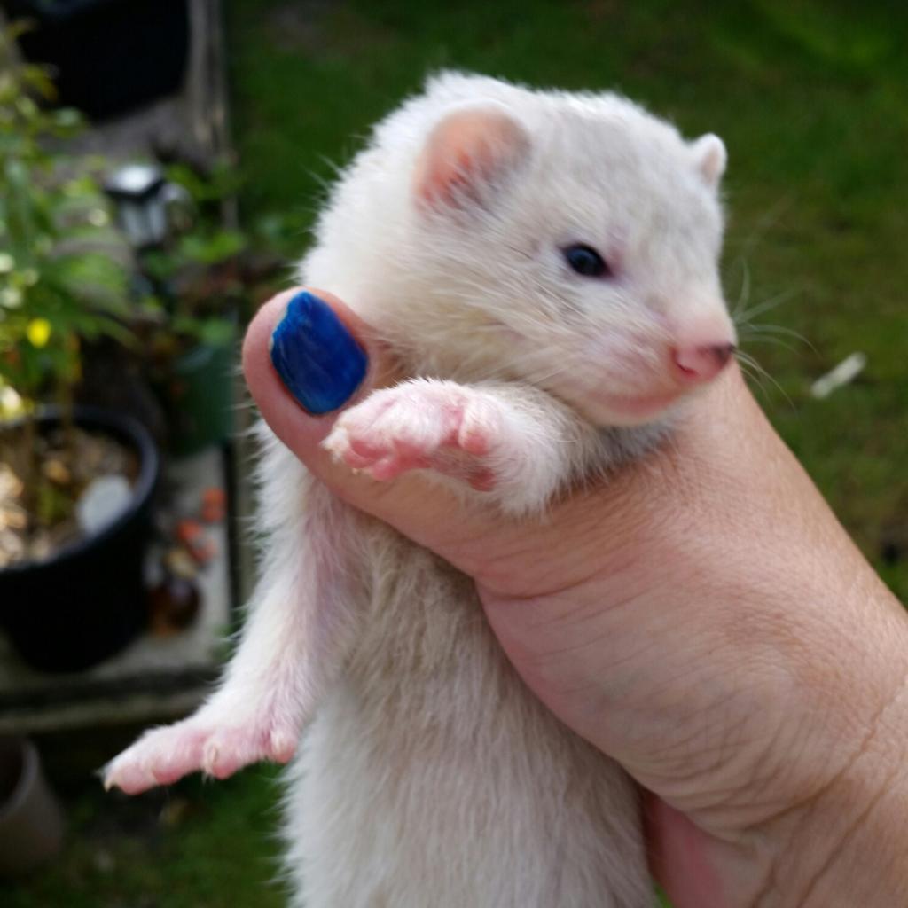 ferret kits ready for new homes in DN6 Doncaster for £25.00 for sale