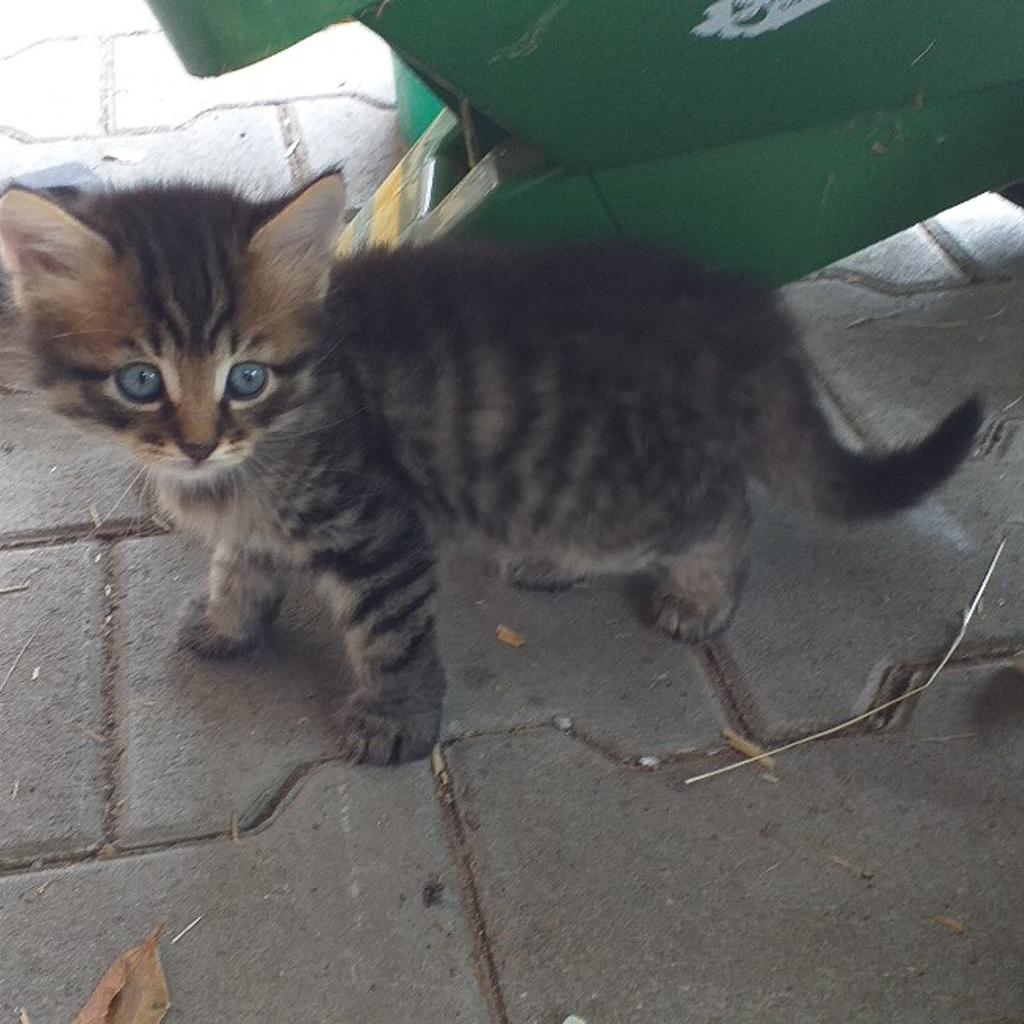 Katzenbabys zu verschenken in 4952 Hauserding for free for sale Shpock