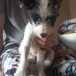 Jack Russel x Yorkshirr Terrier, 2 boys @ 12 weeks old. I am moving soon and I have just found out I am not going to be allowed to have pets so I have decided to rehome them. You will get all their paperwork and leads/collars etc. any questions please ask, please have a wonderful day :)