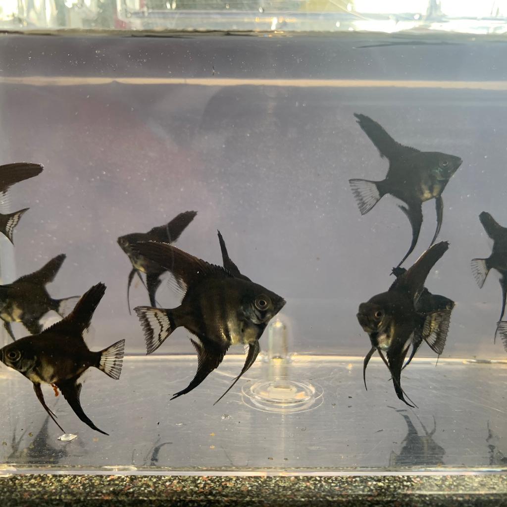 Tropical angel fish in WS10 Walsall für £ 10,00 zum Verkauf Shpock AT