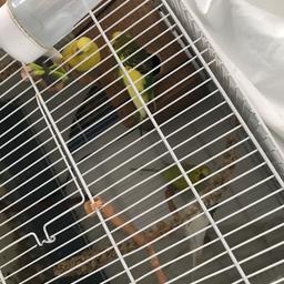 4 young budgies , 3 males and 1 female . Includes a pair. Not wanted anymore due to lack of space in the house