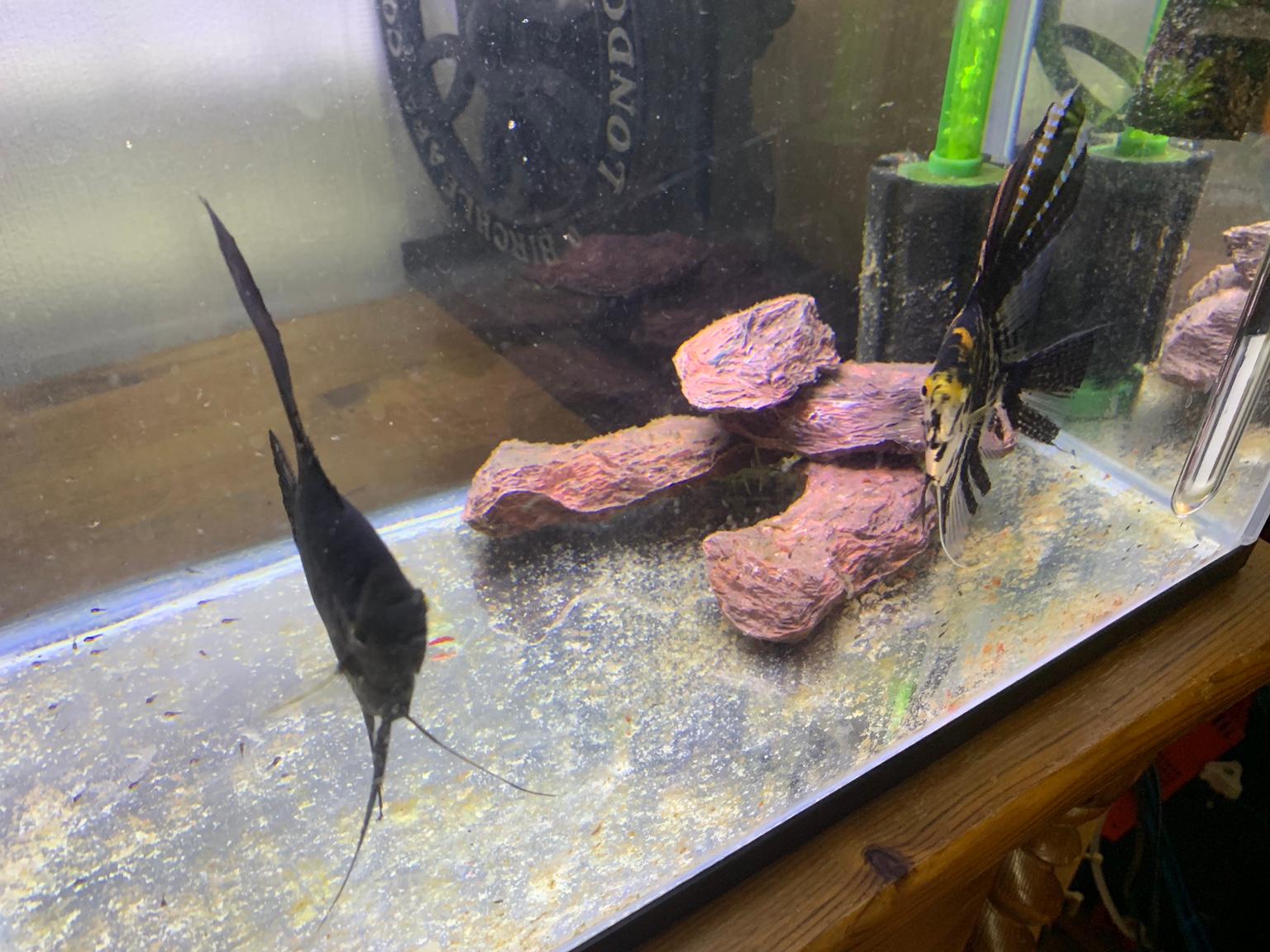 Tropical angel fish in WS10 Walsall für £ 10,00 zum Verkauf Shpock AT