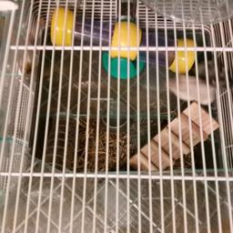 FREE2 hamsters with complet set up 
cage
food
treats
loads bedding 
free to collect
hamsters friendly with my daughter's they just don't spend much time with them anymore around 8 months old both girls