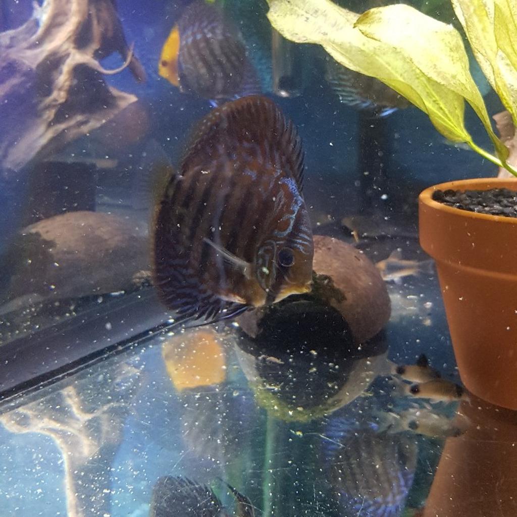 8 discus fish in DE24 Derby für £ 123,00 zum Verkauf | Shpock AT