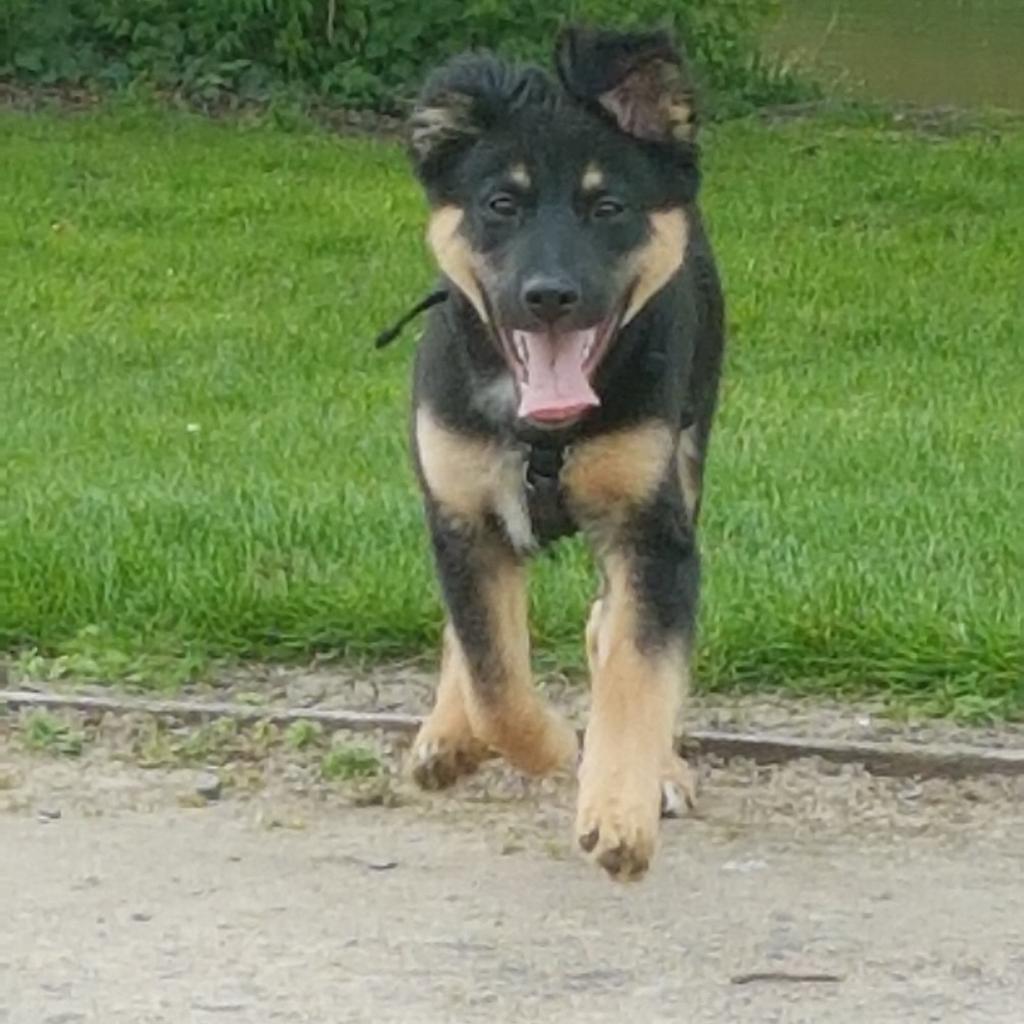 Rottweiler x hot sale belgian malinois