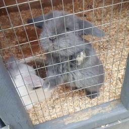 beautiful PURE mini lop baby rabbits
ready to go on the 11th of august
taking deposits now for anyone who would like one of these 
only 2 available, £10 deposit required