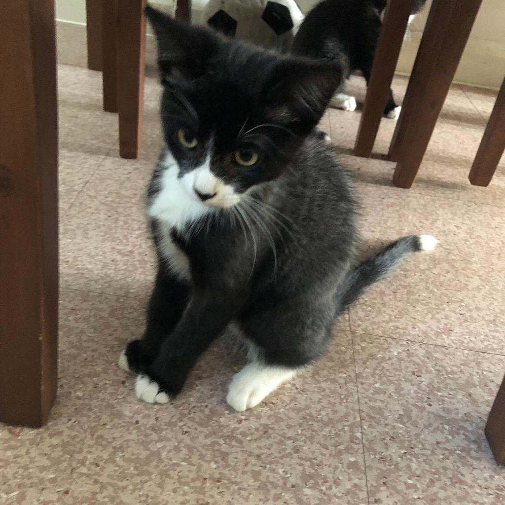 Beautiful Kittens ready for rehoming in BR1 London für 100,00 £ zum