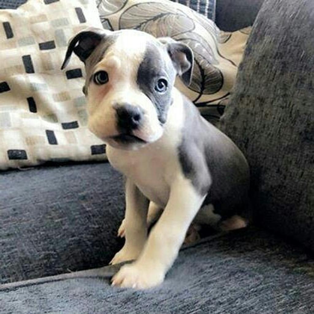 English bulldog and American xl bully mix in L4 Liverpool für 450,00 ...