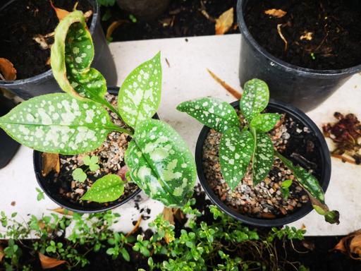 Buy & Sell Walthamstow East London - Photos for Pulmonaria lungwort garden plant