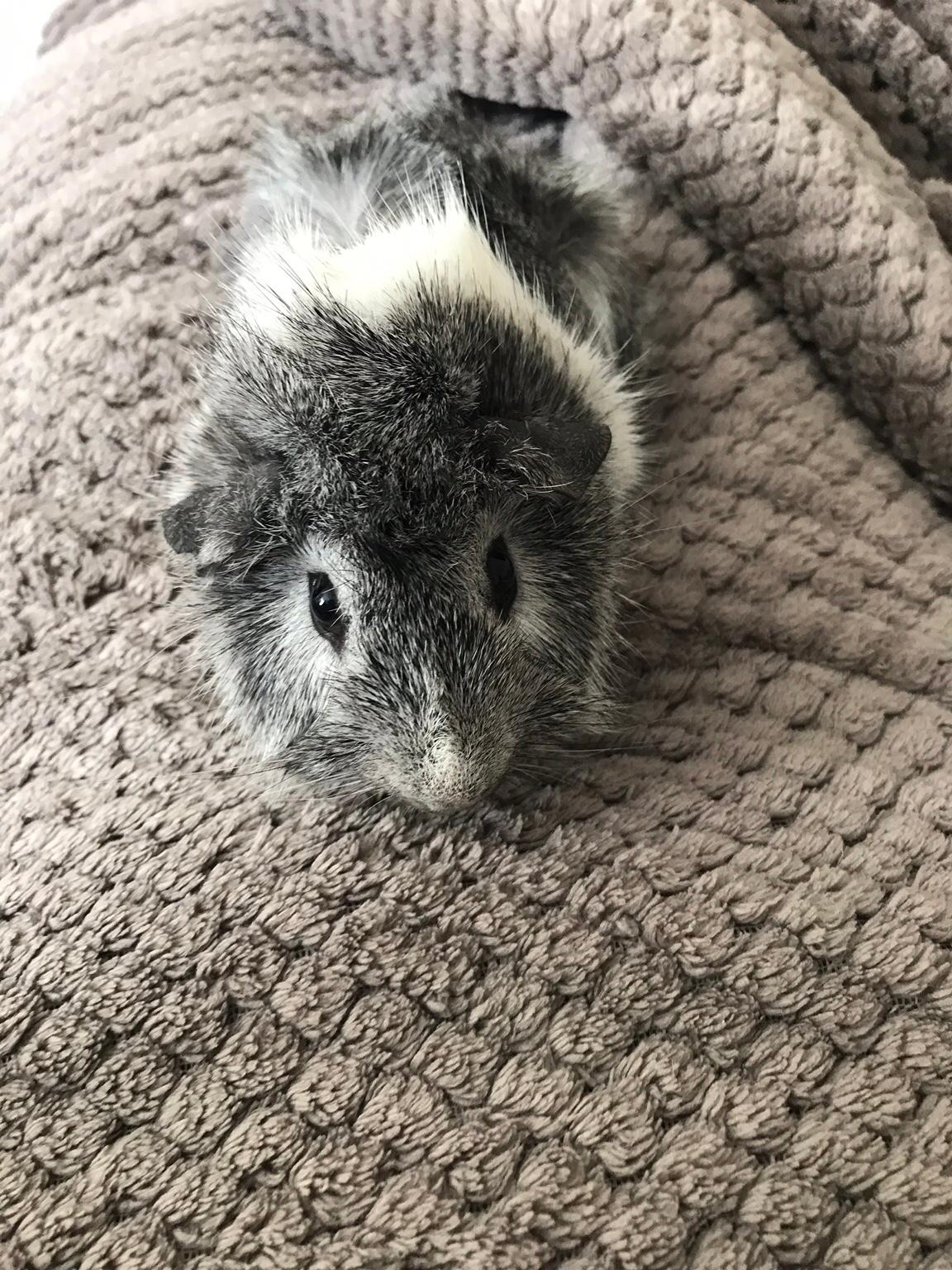 Male Guinea pigs with cage and accessories in YO26 York für 40,00 £ zum