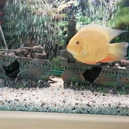 Fish tank with heater, pump, light, fish, gravel cleaner and artificial plants. 1x discus fishabout 5inch diameter, 2 plecks 1 about 5/6 inch and 1about 2in.
