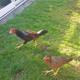 Hello, here I have 2 chickens the female looks like an aseel but I don't know if she is. The male is so handsome and will develop further gorgeous colourful feathers. They are about 4 months old, not doing the rooster noise yet and hen not laying yet, they have to go together to a good home. 

offers welcome