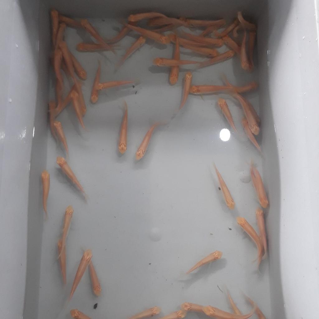 pond fish /koi in Barnsley for £2.00 for sale Shpock