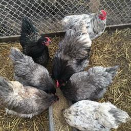 Various chickens for sale.
Both pure and mixed breed.
A perfect addition to any garden.
£6 each