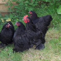 Black pekin bantam chickens for sale.
Around 4/5 weeks old now.
£6 each
